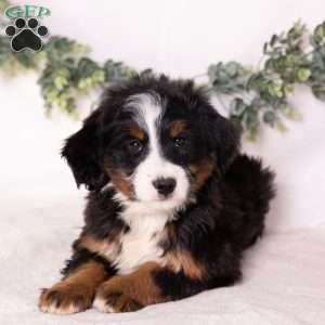Mia, Bernedoodle Puppy